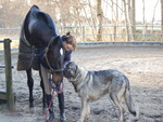 Zorro and KWPN Horse