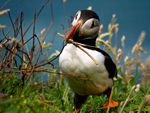 Puffin