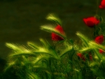 Poppies and Grasses