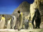 Pack of Penguins