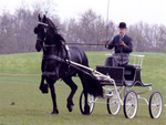Friesian at Work