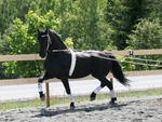 Friesian Hore training