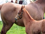 Arabian Mother and foal