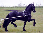 Flipje The Friesian