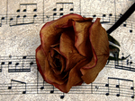 Music for Rose
