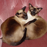 we are Siamese...