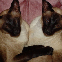 Siamese siblings