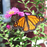 Monarch feeding