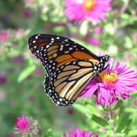 Monarch in September