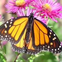 Monarch feeding
