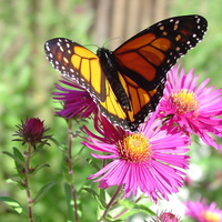 Monarch on migration