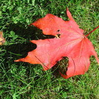 Maine maple leaf in October