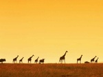 giraffes in the desert