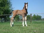 The Foal Dubcek