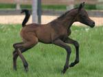 The Foal Raheem