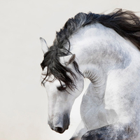 Grey Andalusian Portrait