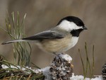 Black Capped Chickadee