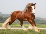 Gypsy Vanner
