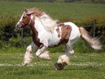 Powerful Painted Gypsy Vanner