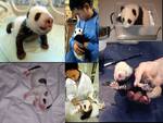 Save  Panda