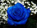 rose bleu