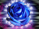 rose bleu magique