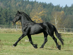 frisan horse