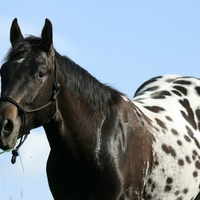 appaloosa