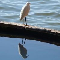 Reflection of heron
