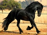 Powerful Friesian
