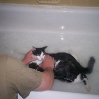 Bathtime kitty
