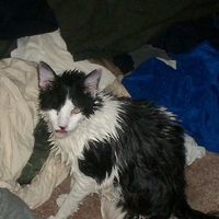 kitty after bath