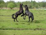 Fighting Horses