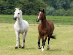 White and Brown Horses
