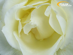 White Rose from Holland