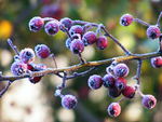 Winter berries