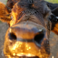 Cow in the sunshine