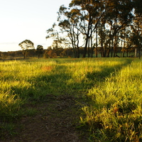Grass pathes in the sun