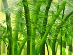 Bamboo
