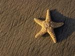 Sea star