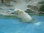 POLAR BEAR