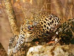 Amur-Leopard
