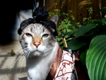 SAMOURAI   CAT