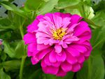 Zinnia