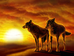Wolves desert