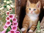Cute cat