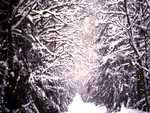 Winter path between trees