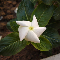 white blade flower