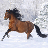 Horse in snow