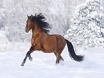 Horse in snow